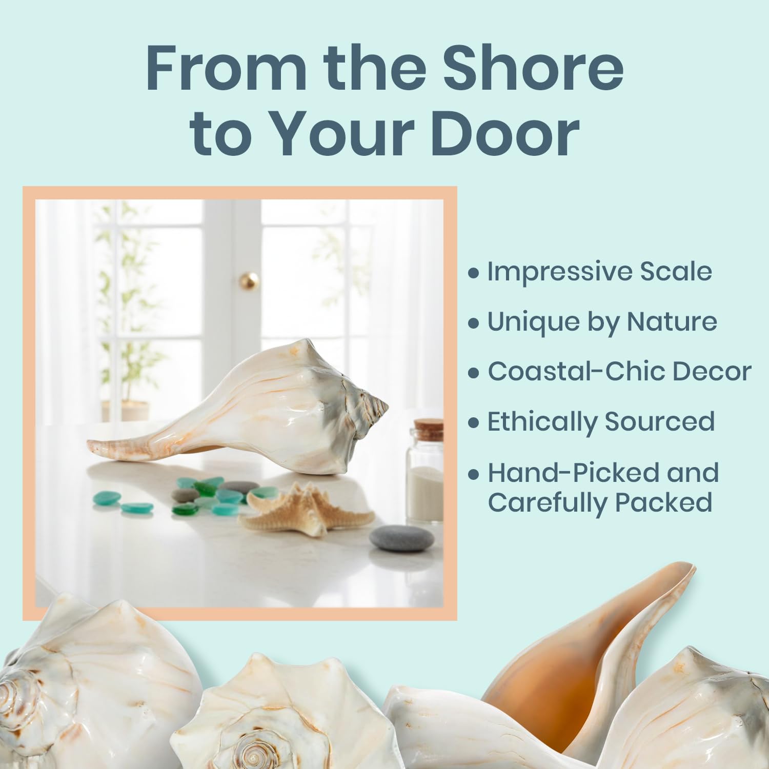 Amazon.co.jp: Atlantic Whelk 貝殻 | 光沢大西洋風 7 – 8インチ